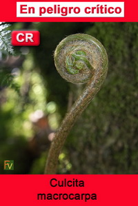 Culcita macrocarpa