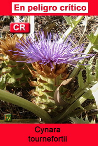 Cynara tournefortii