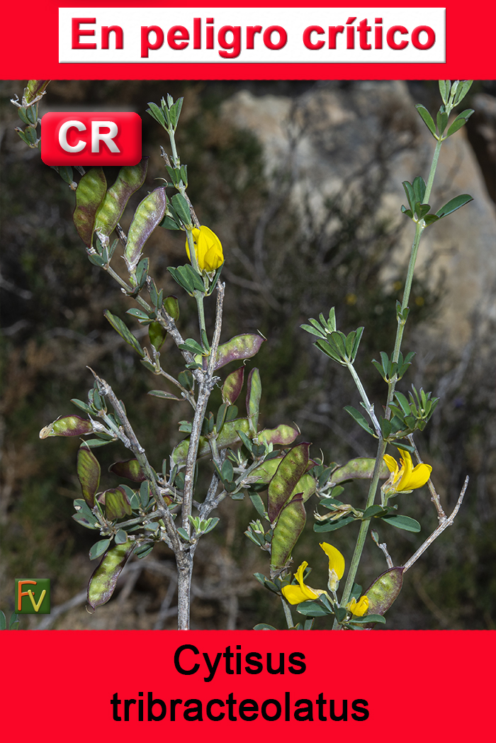 Cytisus tribracteolatus