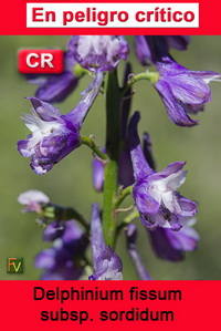 Delphinium fissum sordidum