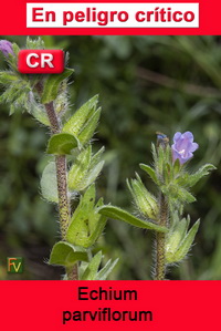 Echium parviflorum