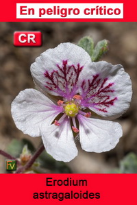 Erodium astragaloides