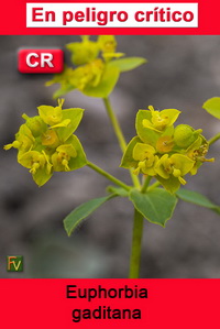 Euphorbia gaditana