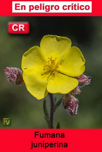 Fumana juniperina