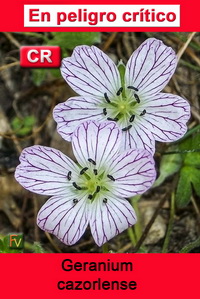 Geranium cazorlense
