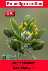 Haplophyllum bastetanum