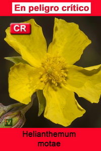 Helianthemum motae
