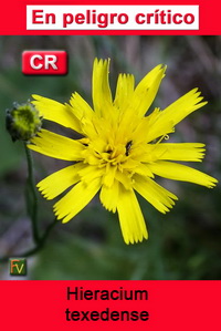 Hieracium texedense