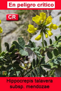Hippocrepis tavera mendozae