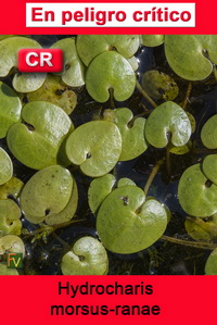 Hydrocharis morsus ranae