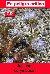 Jasione corymbosa