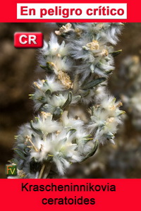 Krascheninnikovia ceratoides
