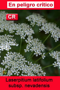 Laserpitium latifolium nevadensis