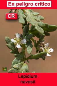 Lepidium navasii