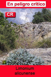 Limonium alicunense