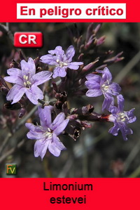 Limonium estevei