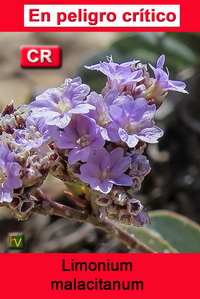 Limonium malacitanum