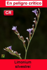 Limonium silvestrei