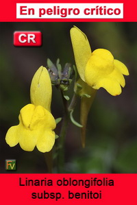 Linaria oblongifolia benitoi