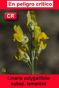 Linaria polygalifolia lamarckii