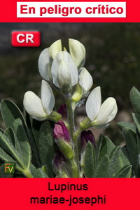 Lupinus mariae josephi
