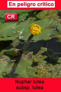 Nuphar lutea lutea