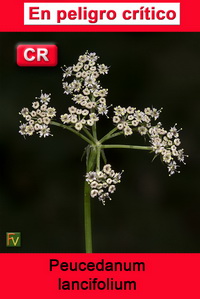Peucedanum lancifolium