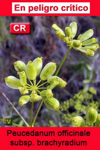 Peucedanum officinale brachyradium