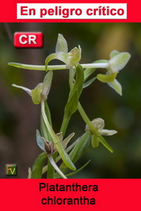 Platanthera chlorantha