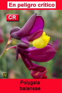 Polygala balansae