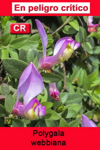 Polygala webbiana