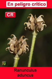 Ranunculus aduncus