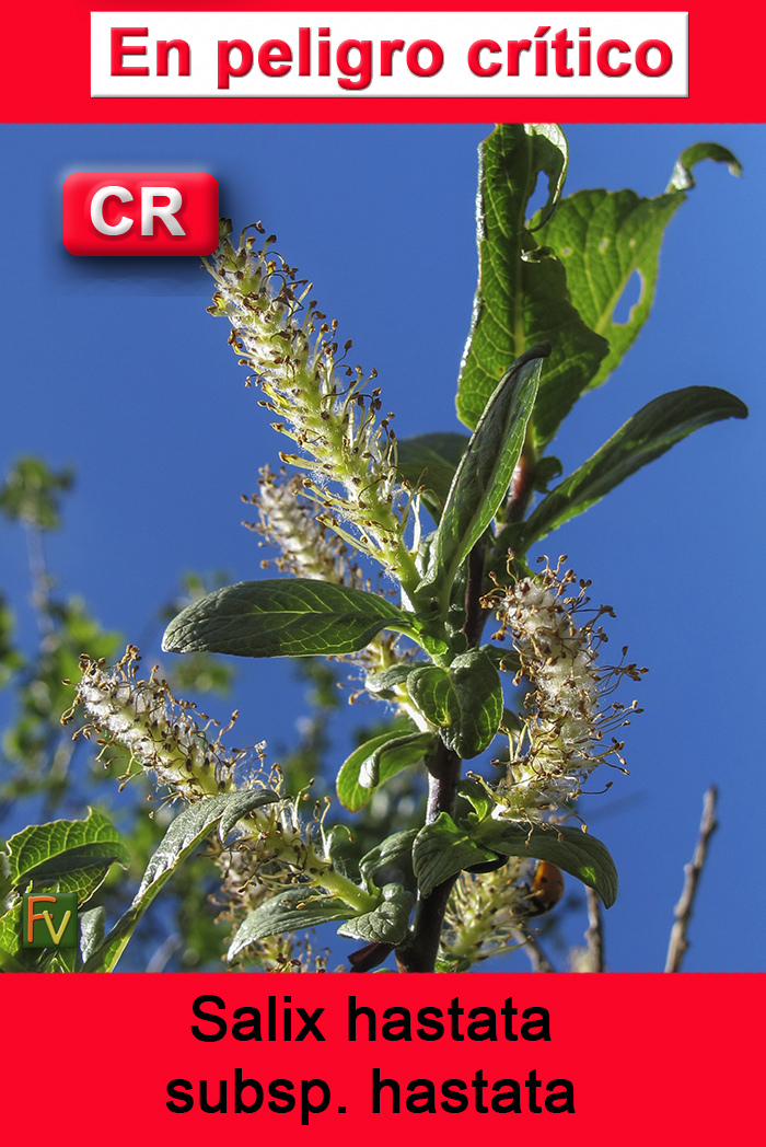 Salix hastata hastata