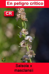 Salsola x masclansii