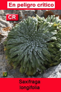 Saxifraga longifolia