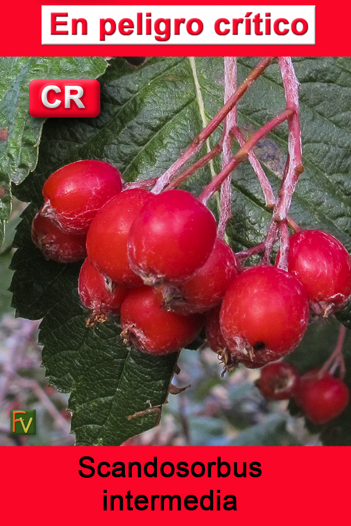 Scandosorbus intermedia