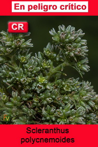 Scleranthus polycnemoides