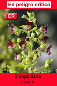 Scrophularia arguta