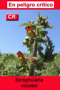 Scrophularia viciosoi
