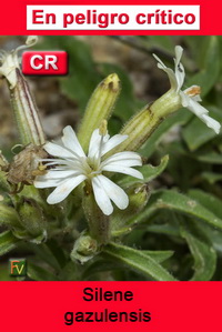 Silene gazulensis