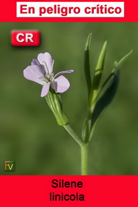 Silene linicola