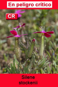 Silene stockenii