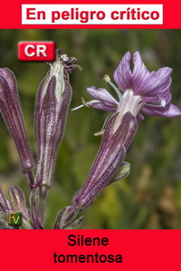 Silene tomentosa