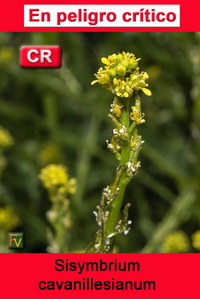 Sisymbrium cavanillesianum