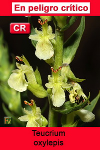 Teucrium oxylepis