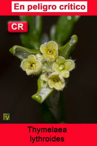 Thymelaea lythroides