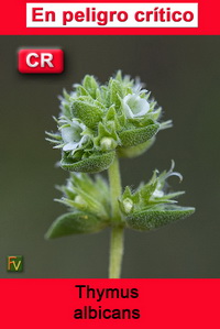 Thymus albicans
