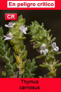 Thymus carnosus