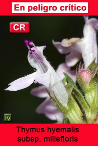 Thymus hyemalis millefloris