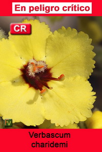 Verbascum charidemi